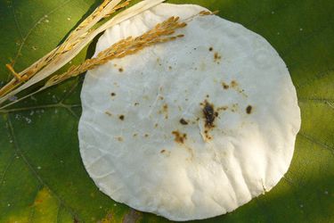 20120112印度无酵大米面包- bhakri .jpg